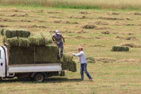 SAMAN FİYATLARI BİR AY ÖNCESİNE GÖRE YÜZDE 10, EYLÜLE GÖRE YÜZDE 20 ARTTI