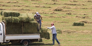 SAMAN FİYATLARI BİR AY ÖNCESİNE GÖRE YÜZDE 10, EYLÜLE GÖRE YÜZDE 20 ARTTI