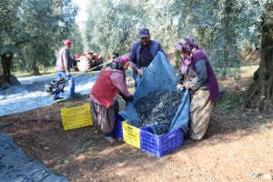 ZEYTİNYAĞI İHRACATI HIZLI GİDİYOR, ABD'YE İHRACAT 5 KATINA ULAŞTI