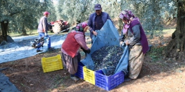 ZEYTİNYAĞI İHRACATI HIZLI GİDİYOR, ABD'YE İHRACAT 5 KATINA ULAŞTI