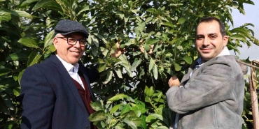 HUKUK PROFESÖRÜ BABA İLE DOKTOR OĞLU ATA TOPRAKLARINDA 30 TON AVOKADO ÜRETİYOR