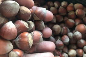 İTALYA VE ABD'NİN FINDIĞI AZ OLUNCA PİYASANIN PATRONU TÜRKİYE OLDU