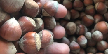 İTALYA VE ABD'NİN FINDIĞI AZ OLUNCA PİYASANIN PATRONU TÜRKİYE OLDU