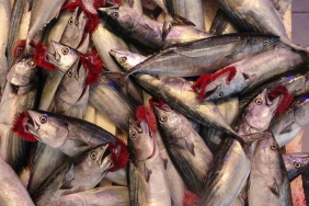 BU SEZON BOL AVLANMIŞTI AMA İHRACAT RAKAMLARINA PEK YANSIMADI