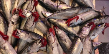 BU SEZON BOL AVLANMIŞTI AMA İHRACAT RAKAMLARINA PEK YANSIMADI