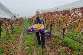 ÜZÜMDE TÜRKİYE'NİN REKABET GÜCÜNÜ ARTIRIYORLAR MANİSA'NIN SARIGÖL İLÇESİNDE BAĞLARDA UYGULANAN ÖRTÜ ALTI SİSTEMİ SAYESİNDE EN FAZLA 3 AYDA TAMAMLANAN ÜZÜM SEZONU ARTIK 6-7 AYI BULUYOR OCAK AYININ ORTASINDA OLUNMASINA RAĞMEN MANİSA'DA HALA ÖRTÜ ALTINDA KESİLMEYİ BEKLEYEN BİNLERCE TON ÜZÜM BULUNUYOR