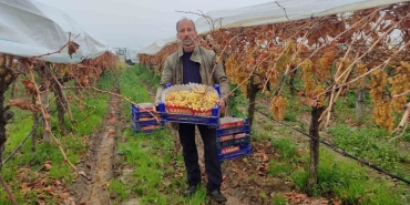 ÜZÜMDE TÜRKİYE'NİN REKABET GÜCÜNÜ ARTIRIYORLAR MANİSA'NIN SARIGÖL İLÇESİNDE BAĞLARDA UYGULANAN ÖRTÜ ALTI SİSTEMİ SAYESİNDE EN FAZLA 3 AYDA TAMAMLANAN ÜZÜM SEZONU ARTIK 6-7 AYI BULUYOR OCAK AYININ ORTASINDA OLUNMASINA RAĞMEN MANİSA'DA HALA ÖRTÜ ALTINDA KESİLMEYİ BEKLEYEN BİNLERCE TON ÜZÜM BULUNUYOR