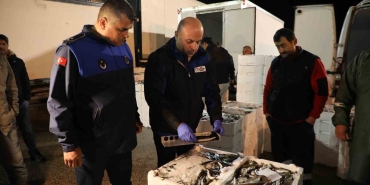 ALTINORDU BALIK HALİ'NDE SIKI DENETİM ORDU'NUN ALTINORDU İLÇESİNDE BALIKLARIN TAZELİĞİ, BOY VE AĞIRLIKLARI, HİJYEN KURALLARINA UYGUN TAŞINIP TAŞINMADIĞI SIKI BİR ŞEKİLDE İNCELENİYOR