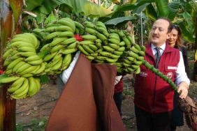 MUZ VE MANDALİNADA YENİ ÇEŞİTLER GELİŞTİRİLİP TESCİLLENDİ MERSİN ERDEMLİ'DEKİ ALATA BAHÇE KÜLTÜRLERİ ARAŞTIRMA ENSTİTÜSÜ'NDE YAPILAN ÇALIŞMALARLA 2 MANDARİN (MANDALİNA) İLE 4 MUZ ÇEŞİDİ GELİŞTİRİLEREK TESCİLLENDİ MERSİN VALİSİ ALİ HAMZA PEHLİVAN: "6 ÜRÜNÜN BÜTÜN İŞLEMLERİ TAMAMLANDI, TESCİLİ GERÇEKLEŞTİRİLDİ" "BUNDAN SONRAKİ AŞAMADA ÜRÜNLERİN YAYGIN ÜRETİMİYLE İLGİLİ ÇALIŞMALAR SÜRDÜRÜLECEK"