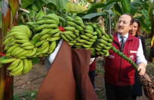 MUZ VE MANDALİNADA YENİ ÇEŞİTLER GELİŞTİRİLİP TESCİLLENDİ MERSİN ERDEMLİ'DEKİ ALATA BAHÇE KÜLTÜRLERİ ARAŞTIRMA ENSTİTÜSÜ'NDE YAPILAN ÇALIŞMALARLA 2 MANDARİN (MANDALİNA) İLE 4 MUZ ÇEŞİDİ GELİŞTİRİLEREK TESCİLLENDİ MERSİN VALİSİ ALİ HAMZA PEHLİVAN: "6 ÜRÜNÜN BÜTÜN İŞLEMLERİ TAMAMLANDI, TESCİLİ GERÇEKLEŞTİRİLDİ" "BUNDAN SONRAKİ AŞAMADA ÜRÜNLERİN YAYGIN ÜRETİMİYLE İLGİLİ ÇALIŞMALAR SÜRDÜRÜLECEK"