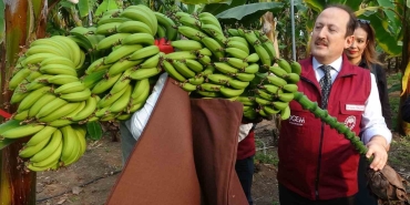 MUZ VE MANDALİNADA YENİ ÇEŞİTLER GELİŞTİRİLİP TESCİLLENDİ MERSİN ERDEMLİ'DEKİ ALATA BAHÇE KÜLTÜRLERİ ARAŞTIRMA ENSTİTÜSÜ'NDE YAPILAN ÇALIŞMALARLA 2 MANDARİN (MANDALİNA) İLE 4 MUZ ÇEŞİDİ GELİŞTİRİLEREK TESCİLLENDİ MERSİN VALİSİ ALİ HAMZA PEHLİVAN: "6 ÜRÜNÜN BÜTÜN İŞLEMLERİ TAMAMLANDI, TESCİLİ GERÇEKLEŞTİRİLDİ" "BUNDAN SONRAKİ AŞAMADA ÜRÜNLERİN YAYGIN ÜRETİMİYLE İLGİLİ ÇALIŞMALAR SÜRDÜRÜLECEK"