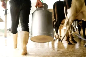 cig-sutte-ureticinin-eline-16-lira-40-kurus-18231858_amp