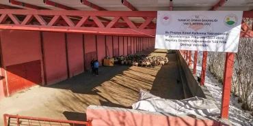 vanli-genc-girisimci-300-kucukbas-hayvanini-9-5-18232291_amp