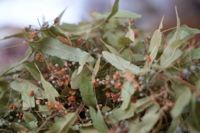 IHLAMUR ALTINLA YARIŞINCA İLGİ, KIŞ ÇAYLARINA KAYDI