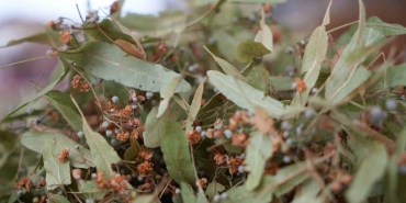 IHLAMUR ALTINLA YARIŞINCA İLGİ, KIŞ ÇAYLARINA KAYDI