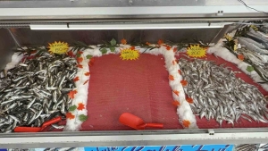 HAMSİ SEVENLERE KÖTÜ HABER