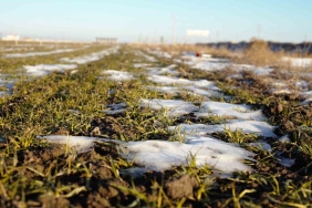 YAĞIŞ AZLIĞI HUBUBATTA VERİM VE KALİTEDE DÜŞÜŞE SEBEP OLABİLİR