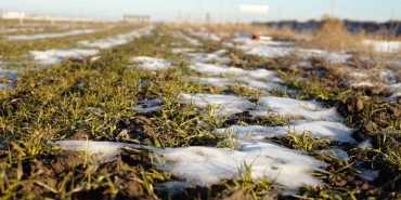 YAĞIŞ AZLIĞI HUBUBATTA VERİM VE KALİTEDE DÜŞÜŞE SEBEP OLABİLİR
