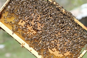 SİİRT, TÜRKİYE’DE BAL ÜRETİMİNDE İLK 5'E YÜKSELDİ