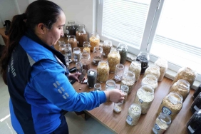 MUĞLA BÜYÜKŞEHİR’İN YEREL TOHUM DAĞITIMI DEVAM EDİYOR MUĞLA BÜYÜKŞEHİR BELEDİYESİ, ATA TOHUMLARININ KORUNMASI VE TARIMSAL ÜRETİMİN DESTEKLENMESİ AMACIYLA 2 MİLYON YEREL TOHUMU TOPRAKLA BULUŞTURMAYA BAŞLIYOR.