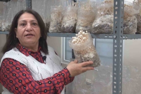 ESOGÜ'DE ENOKİ MANTARI YETİŞTİRİLİYOR