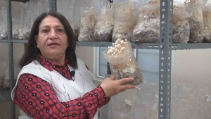 ESOGÜ'DE ENOKİ MANTARI YETİŞTİRİLİYOR