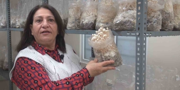 ESOGÜ'DE ENOKİ MANTARI YETİŞTİRİLİYOR