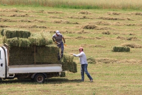 SAMAN FİYATLARI 3 AYDA YÜZDE 18,4 YÜKSELDİ