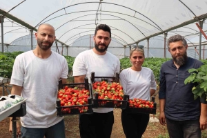 YALOVA'DA TOPRAKSIZ TARIM SERASINDA ÇİLEK ÜRETİMİNE BAŞLANDI