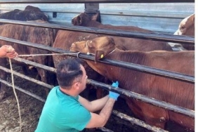 PAZARLAR’DA İTHAL EDİLEN BESİ HAYVANLARININ KONTROLLERİ YAPILDI