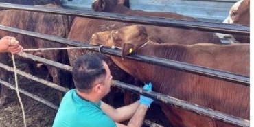 PAZARLAR’DA İTHAL EDİLEN BESİ HAYVANLARININ KONTROLLERİ YAPILDI