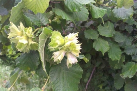 FINDIK ÜRETİCİSİNE ‘KÜLLENME’ UYARISI SAĞLAM: "HASTALIK BELİRTİLERİ GÖRÜLÜR GÖRÜLMEZ KİMYASAL MÜCADELEYE BAŞLANMALI"