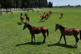 700 YILLIK İŞLETMENİN MİLYONLUK ATLARI HAVADAN GÖRÜNTÜLENDİ