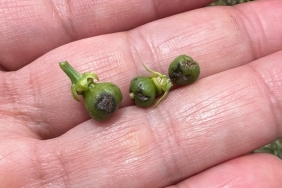 ADANA'DA ŞİDDETLİ YAĞMUR VE DOLU, TARIM ÜRÜNLERİNE ZARAR VERDİ