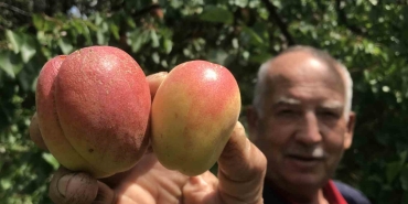 TAZESİ 100 KURUSU BİN LİRA