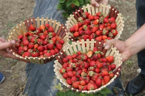 AĞRI TARIMINDA YENİ NEFES: ÇİLEK YETİŞTİRİCİLİĞİ BÜYÜYOR