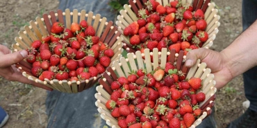 AĞRI TARIMINDA YENİ NEFES: ÇİLEK YETİŞTİRİCİLİĞİ BÜYÜYOR