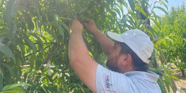 "TEK TEK" GÜNDE 1200 LİRA KAZANIYORLAR