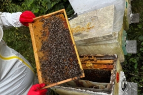 DEDESİNİN NASİHATİYLE BAŞLADI, ŞİMDİ 1 TON BAL HEDEFLİYOR MİRAS KALAN MESLEĞİNİ TUTKUYLA SÜRDÜREN GİRİŞİMCİ 100 KOVANA ULAŞTI