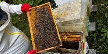 DEDESİNİN NASİHATİYLE BAŞLADI, ŞİMDİ 1 TON BAL HEDEFLİYOR MİRAS KALAN MESLEĞİNİ TUTKUYLA SÜRDÜREN GİRİŞİMCİ 100 KOVANA ULAŞTI