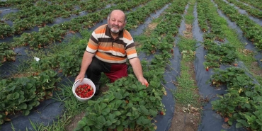 GEZEN TAVUKTAN ÇİLEĞE: DOĞAL ÜRETİM SERÜVENİ SÜRÜYOR