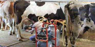 TÜSEDAD'DAN ÇİĞ SÜTTE MALİYET KONUSUNDA İŞ BİRLİĞİ ÇAĞRISI