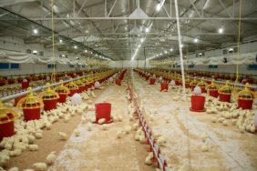 ŞENPİLİÇ EKOSİSTEMİ SÖZLEŞMELİ ÇİFTLİKLERLE GEÇEN YIL 4 BİN 200 KİŞİYE İSTİHDAM SAĞLADI