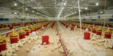 ŞENPİLİÇ EKOSİSTEMİ SÖZLEŞMELİ ÇİFTLİKLERLE GEÇEN YIL 4 BİN 200 KİŞİYE İSTİHDAM SAĞLADI