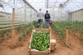 BAŞKAN ÇERÇİOĞLU'NUN TARIMA VE ÜRETİCİLERE DESTEKLERİ SÜRÜYOR