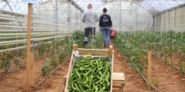 BAŞKAN ÇERÇİOĞLU'NUN TARIMA VE ÜRETİCİLERE DESTEKLERİ SÜRÜYOR