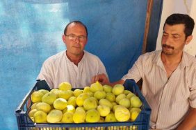 MERSİN’DE MUT BEYAZ İNCİRİ ALTIN YILINI YAŞIYOR