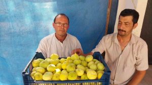 MERSİN’DE MUT BEYAZ İNCİRİ ALTIN YILINI YAŞIYOR