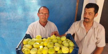 MERSİN’DE MUT BEYAZ İNCİRİ ALTIN YILINI YAŞIYOR