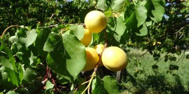 ZİRAİ DONA RAĞMEN KURU KAYISI İHRACATI DEVAM EDİYOR